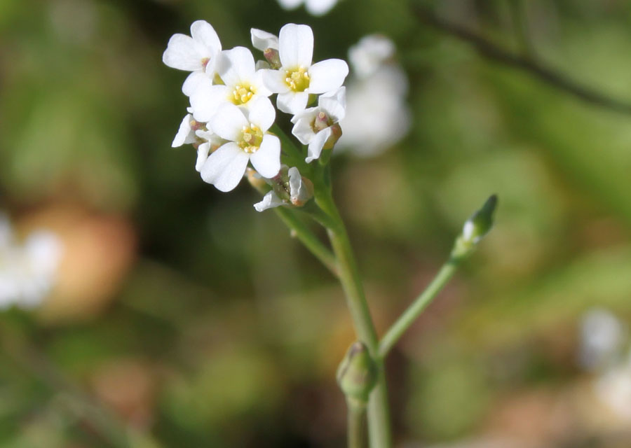 Calepina irregularis